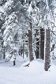 铁杉,树林,阿拉斯加,冬天