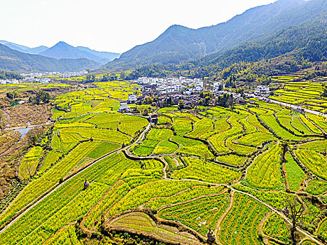 航拍春天婺源的油菜花梯田