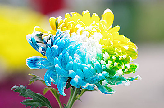 多种色彩的菊花