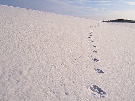 轨迹,红狐,雪原