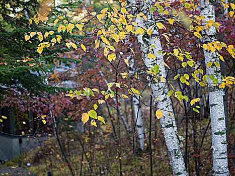 桦树,树林,湖,木头,安大略省,加拿大