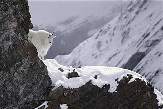 石山羊,雪羊,站立,积雪,岩石,悬崖,落基山脉,北美