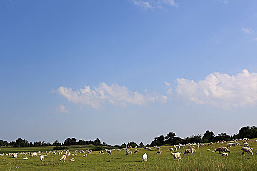 草原,羊群,树木,天空