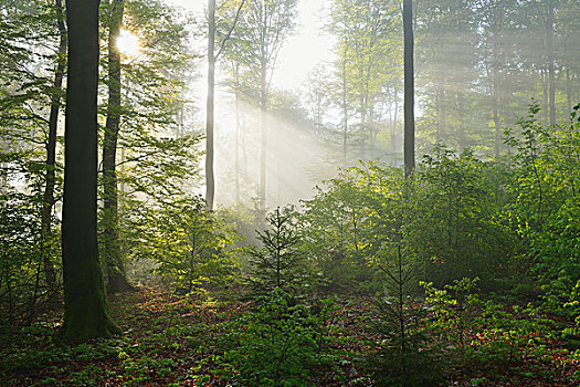 阳光,欧洲山毛榉,树林,施佩萨特,巴伐利亚,德国
