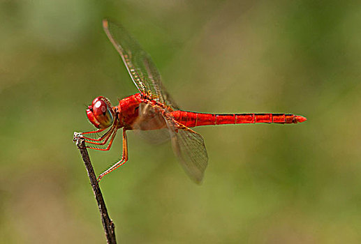 深红色,蜻蜓,雄性,柬埔寨,东南亚,亚洲