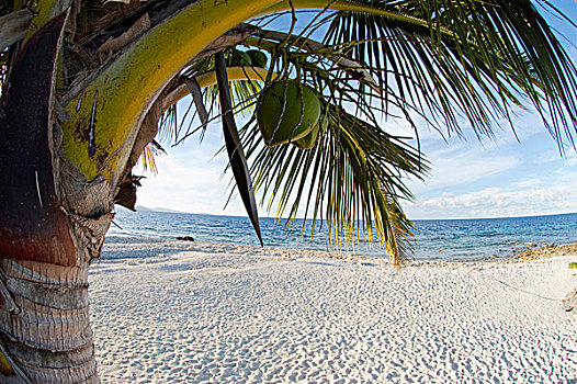 椰树,椰,岛屿,密克罗尼西亚,太平洋