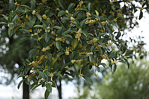 桂花桂树桂花树