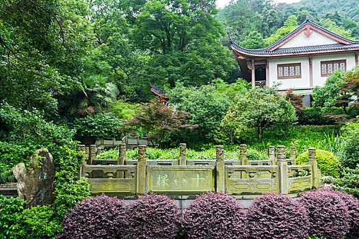 八棵,龙井,茶树