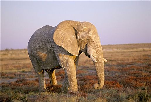 大象,非洲象,夜光,国家公园,纳米比亚