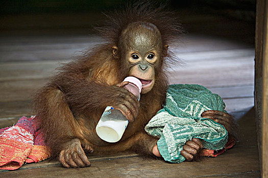猩猩,黑猩猩,2岁,幼仔,中心,婆罗洲,印度尼西亚