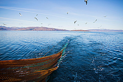 海鸥,跟随,拖船,斯凯岛,苏格兰