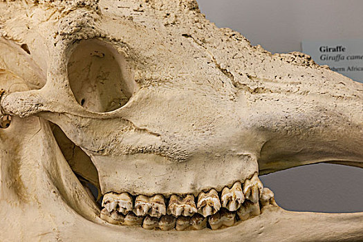英格兰,赫特福郡,自然历史博物馆,展示,长颈鹿,头骨