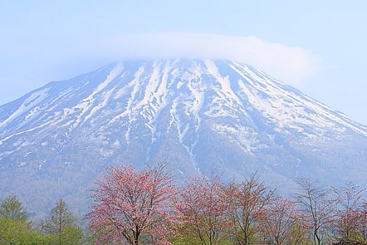 樱花,山