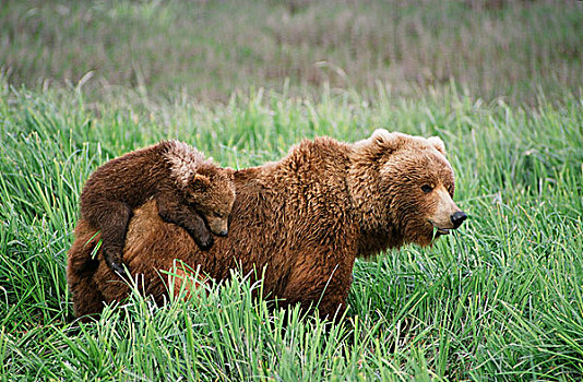 棕熊,幼兽,乘,母亲,走,草,靠近,河,夏天,西南方,阿拉斯加