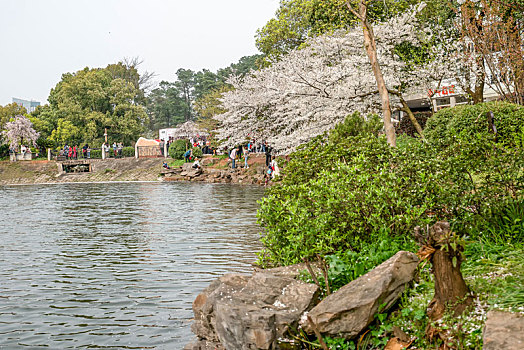 湖南森林植物园樱花湖美景
