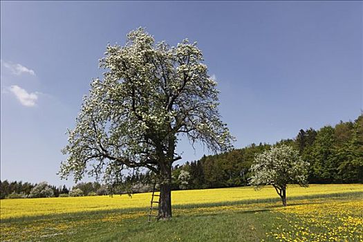 花,梨树,靠近,上奥地利州,奥地利,欧洲