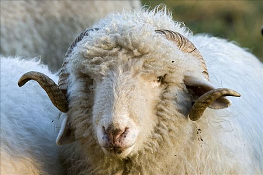 家羊,绵羊,提洛尔,奥地利,欧洲