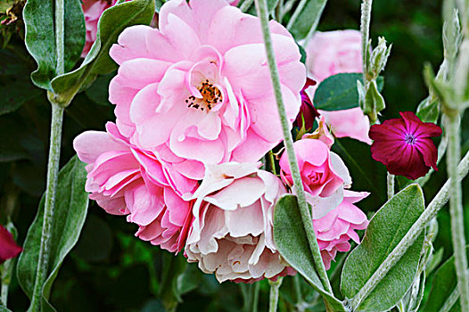 粉色,玫瑰,康乃馨,花园,特写