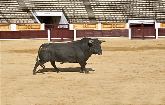 西班牙,公牛