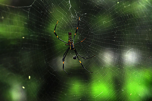 特写危险的蛛形纲昆虫绿色的蜘蛛