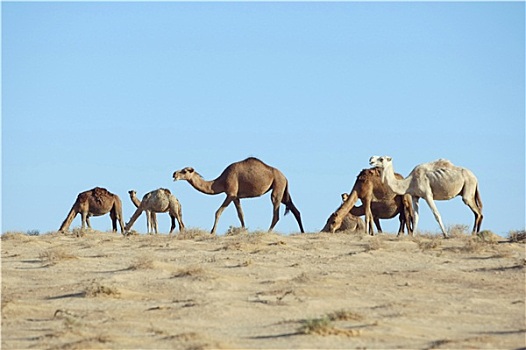 骆驼,放牧,草
