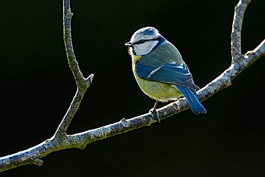 蓝冠山雀,青山雀,荷兰北部,荷兰