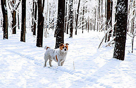 在白色雪地中站立着一只白黄花的小狗