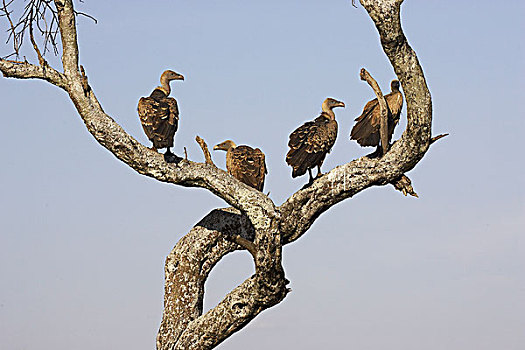 非洲,白色,后背,秃鹰,白背秃鹫,群,栖息,树上,马赛马拉,公园,肯尼亚