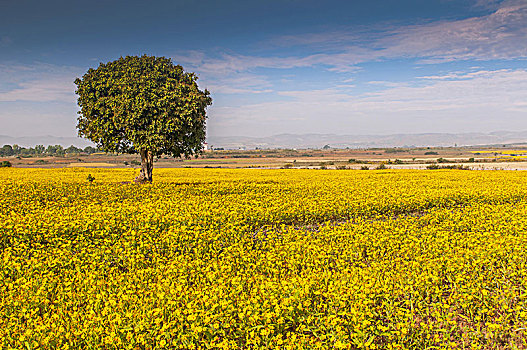 黄色,芝麻,花,地点,树,靠近,茵莱湖,缅甸