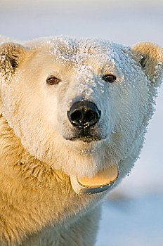 美国,阿拉斯加,北方,斜坡,区域,北极圈,国家野生动植物保护区,北极熊,特写,母熊,无线电,项圈