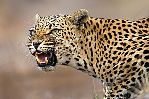 豹,狰狞,纳米比亚