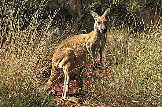 澳大利亚,西澳大利亚州,卡瑞吉尼国家公园,袋鼠