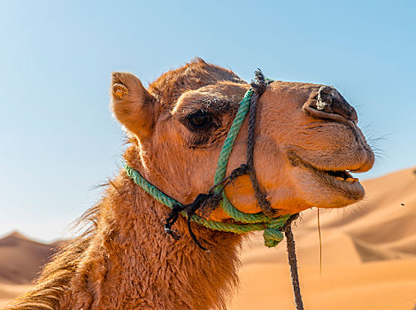 单峰骆驼,动物,却比沙丘,梅如卡,撒哈拉沙漠,摩洛哥,非洲