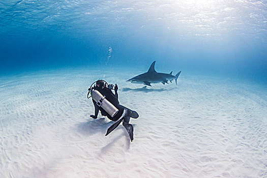 潜水,照相,槌头双髻鲨