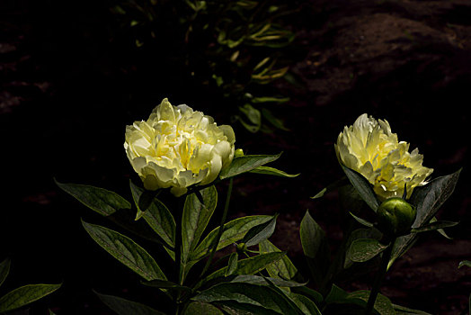 美丽芍药,芍药花