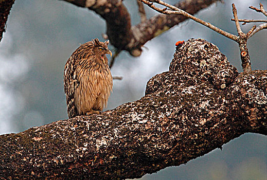 褐色,成年,哈欠,栖息,树,枝条,奇旺国家公园,尼泊尔,亚洲