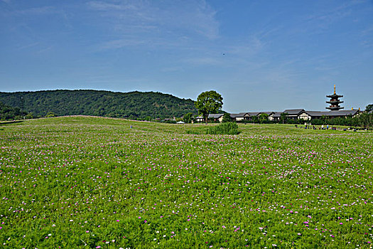 山坡草地