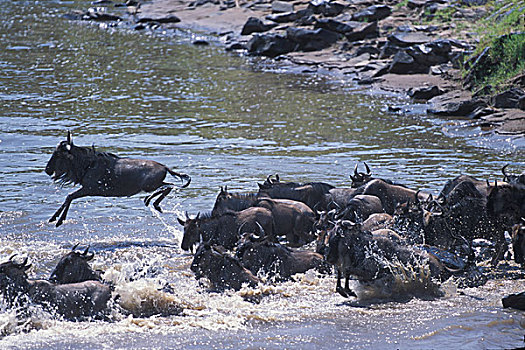 非洲,肯尼亚,马塞马拉野生动物保护区,角马,牧群,马拉河,塞伦盖蒂,迁徙