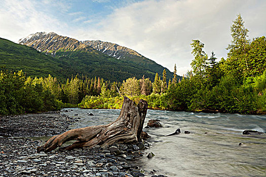 溪流,早晨,基奈,阿拉斯加,美国
