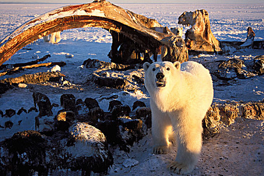北极熊,腐食,弓头鲸,畜体,北极圈,国家野生动植物保护区,阿拉斯加