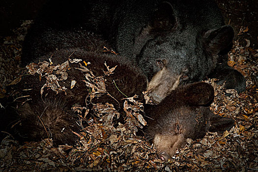 黑熊,美洲黑熊,母亲,冬眠,1岁,幼兽,室内,窝,明尼苏达