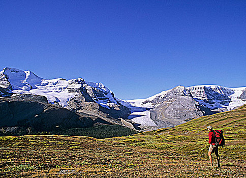 远足者,远眺,哥伦比亚冰原,攀升,阿萨巴斯卡,碧玉国家公园,艾伯塔省,加拿大