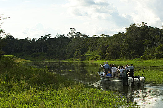 秘鲁,亚马逊盆地,河,小,支流,游客,观鸟