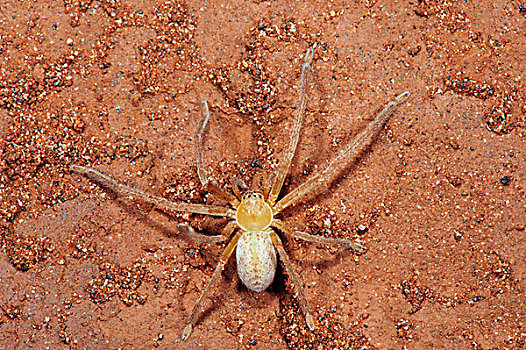 巨大,蟹蛛,国家公园,巴西