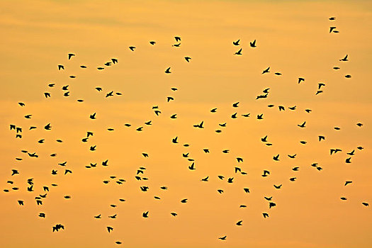 常见八哥,紫翅椋鸟,成群,飞行,日落,茨因斯特,达斯,费施兰德-达斯-茨因斯特,德国