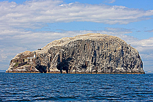 苏格兰,东洛锡安,石头,火山岩,福斯河,家,大,塘鹅