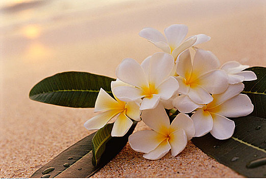 白色,鸡蛋花,海滩