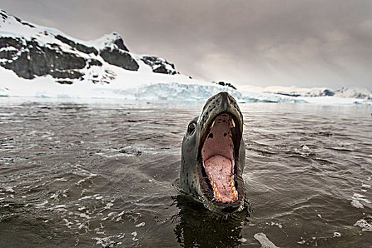 南极,岛屿,海豹,牙齿,石头,靠近,企鹅,栖息地