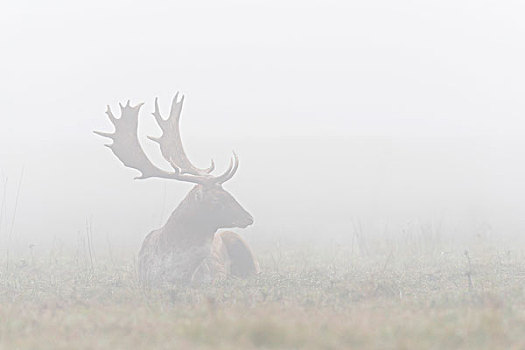 雄性,扁角鹿,黇鹿,躺下,模糊,早晨,黑森州,德国