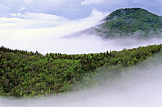雾,岬角,北方,山林,布雷顿角高地,新斯科舍省,加拿大